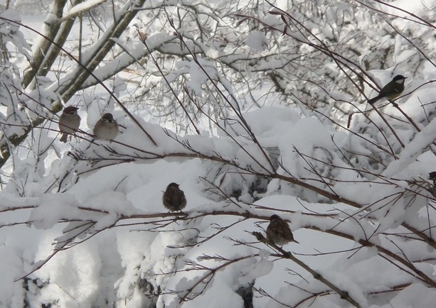 Bauskas novadā reģistrēta zemākā temperatūra šosezon 
