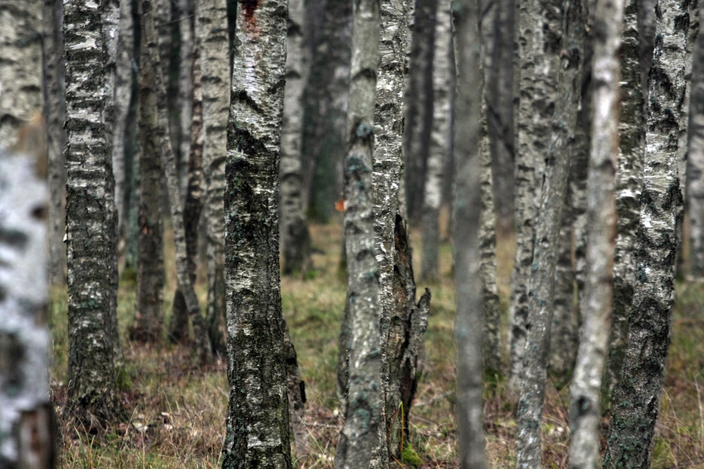 Jaunnedēļ laikapstākļi būtiski nemainīsies