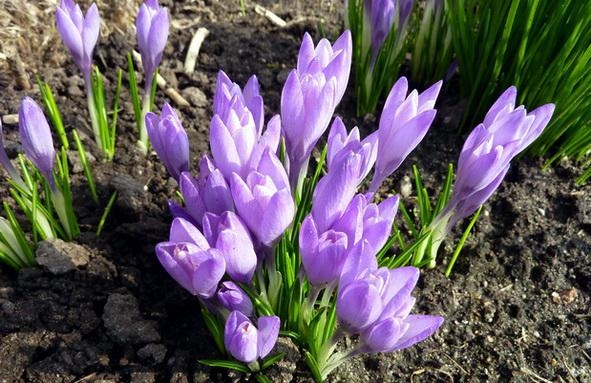 Bauskā gaiss iesilis līdz plus 14,4 grādiem