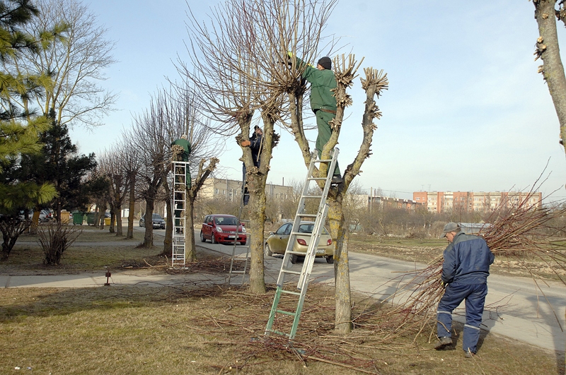 Pilsētā sakopj kokus