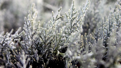 Zemgalē gaisa temperatūra pazeminājusies līdz mīnus 5 grādiem