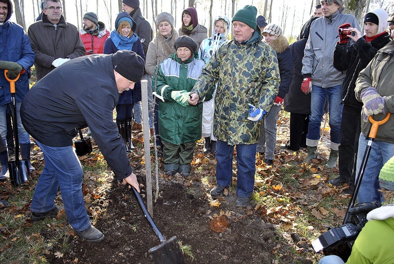 Rundālē iestāda Ziedoņa ozolu aleju