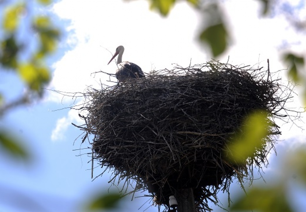 Stārķu populācija Latvijā nav apdraudēta