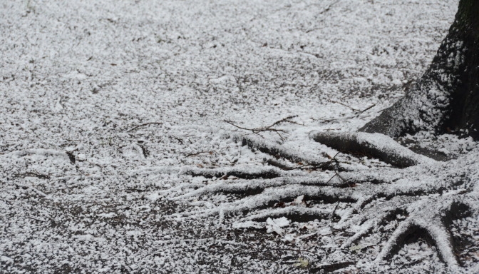 Lielā daļā Latvijas zemi klāj sniegs
