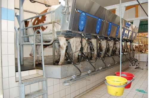 Lauksaimnieki: Nav skaidrības, kur liksim piena pārprodukciju