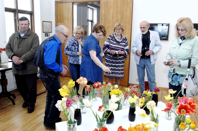 Bauskas muzejā – krāšņa tulpju kolekcija