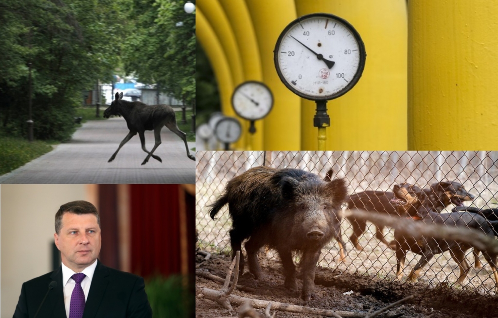 Septiņas dienas fotogrāfijās. Rīgā pastaigājas alnis, plāno mežacūku izķeršanu un grasās atlaist NEPLP (13.06.-19.06.)