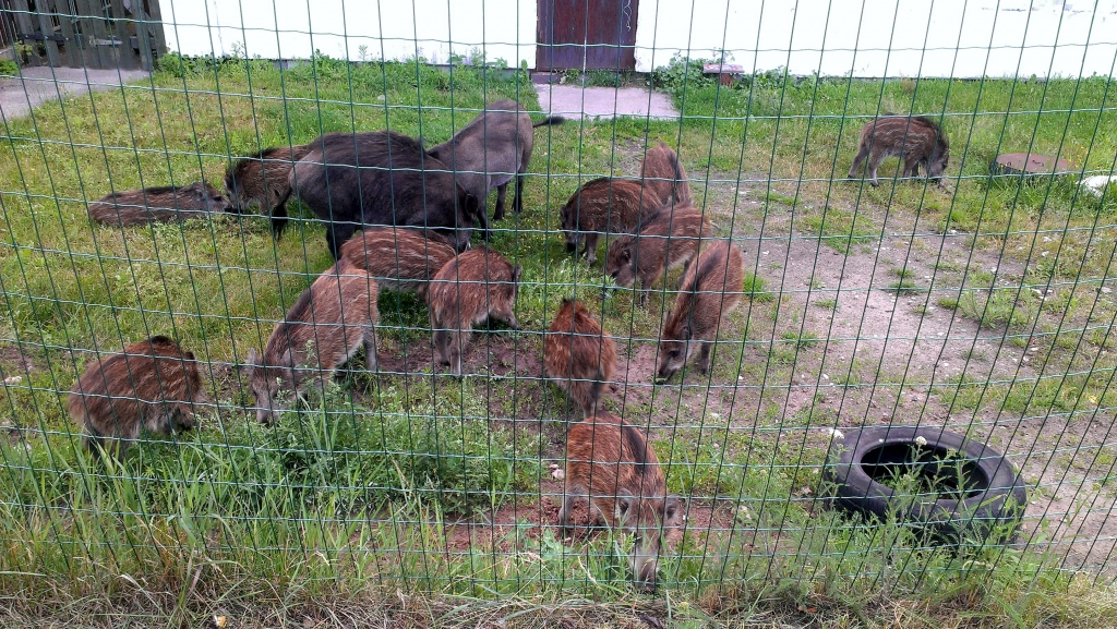 FOTO: Mežciemā notvertā mežacūku saime pirms nogādāšanas uz Tīnūžiem