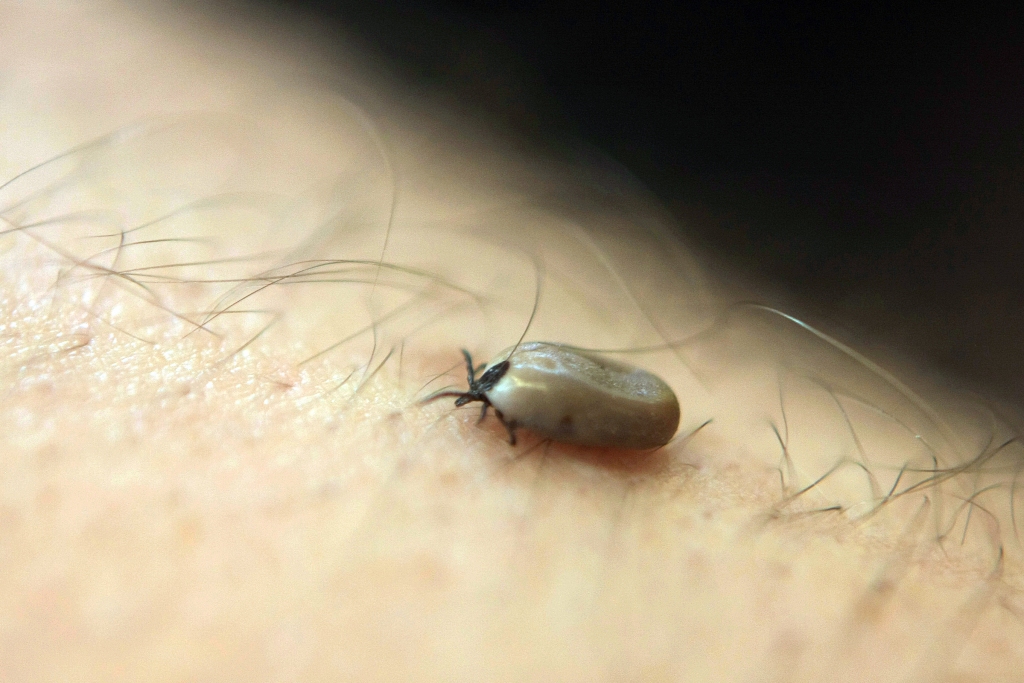Turpina pieaugt saslimstība ar ērču pārnēsāto Laima slimību