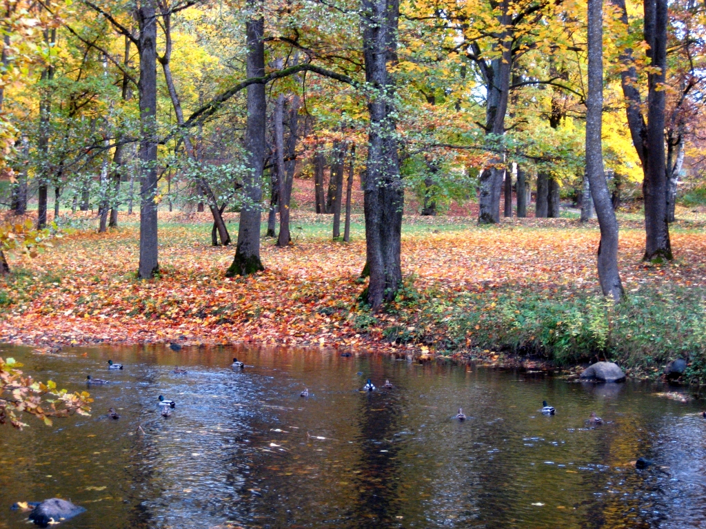 Skrējiens „Iecavas rudens 2015”