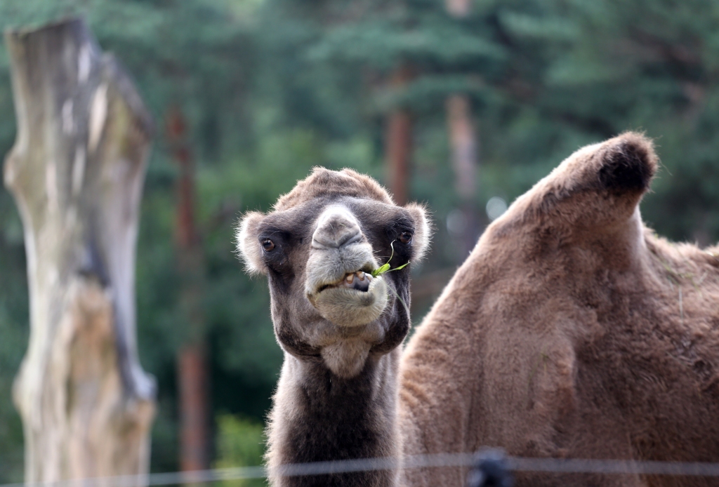 Rīgas zoo plūdos izpostītajam Tbilisi zoodārzam dāvinās septiņus dzīvniekus