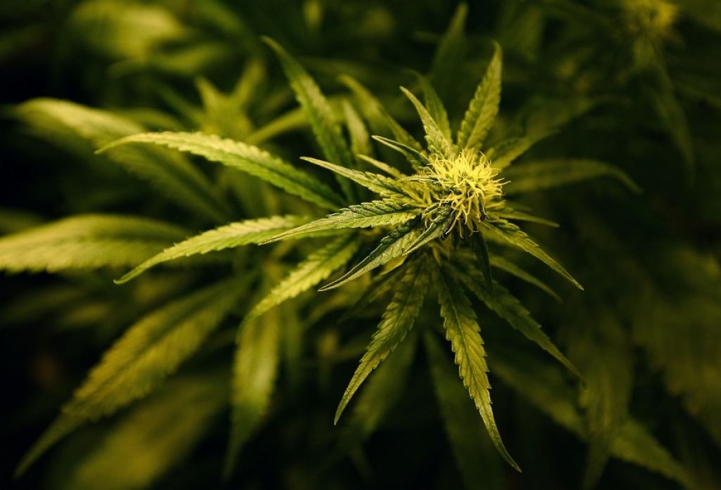 Olainfarm vadītājs: Marihuāna būtu jālegalizē