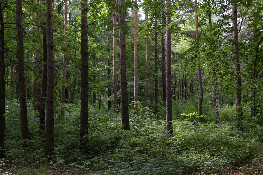 Abragciemā pazudušais divgadnieks laimīgi atradies (papildināts 11:29)