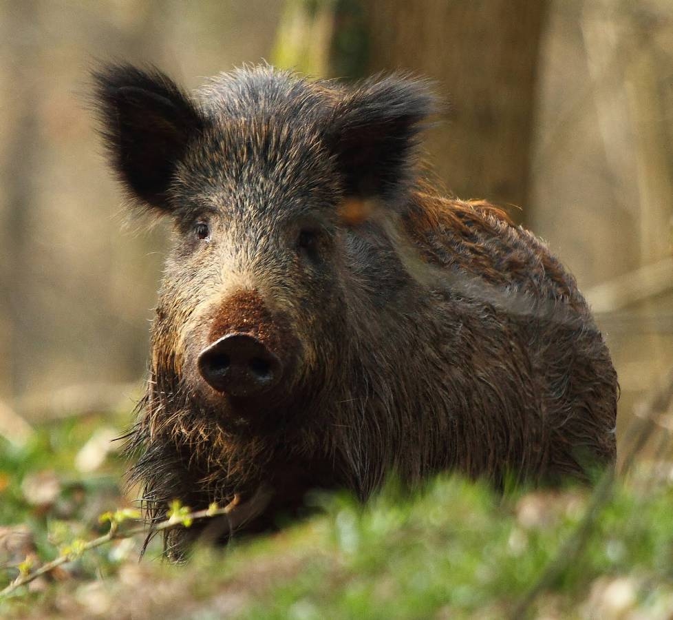 Cūku mēra riska zonā iekļauj arī Bauskas, Iecavas, Vecumnieku novadu