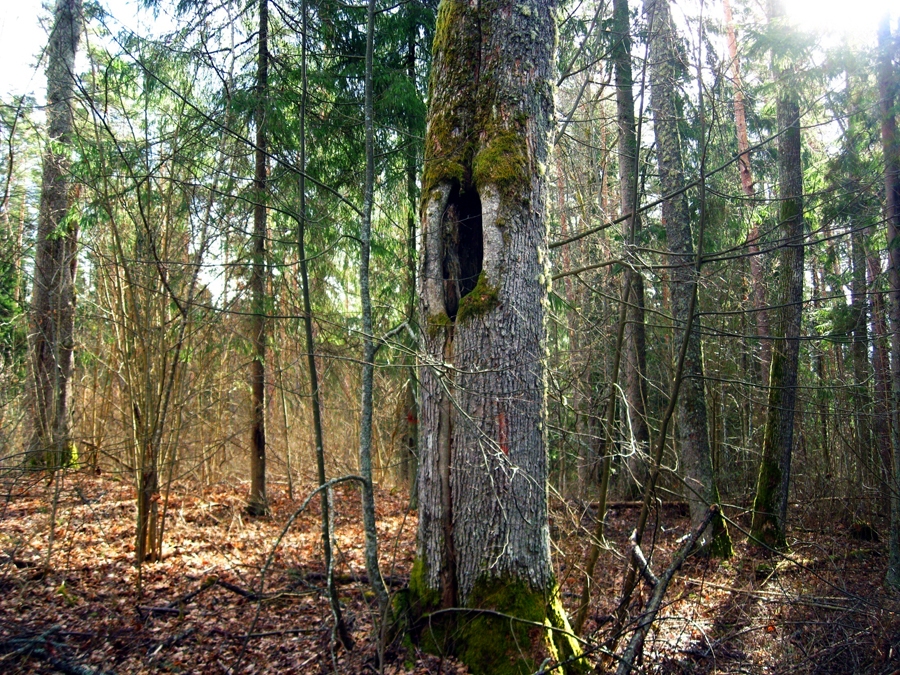 Vides prasību pārkāpumus mežziņi konstatē arvien vairāk