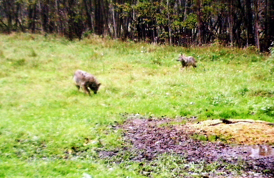 Tik uzber šaujampulveri uz astes