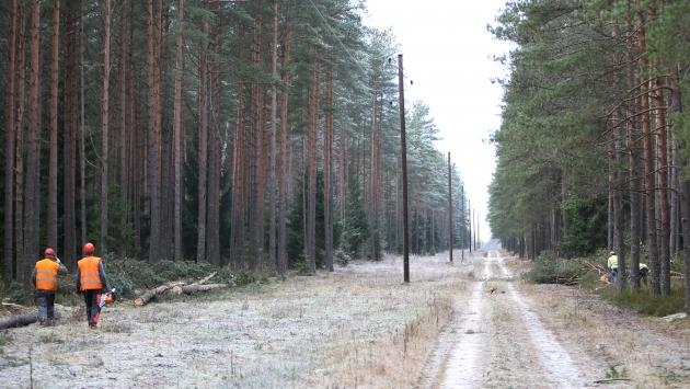 Dižtūja nozāģēta, tīrot elektrolīniju
