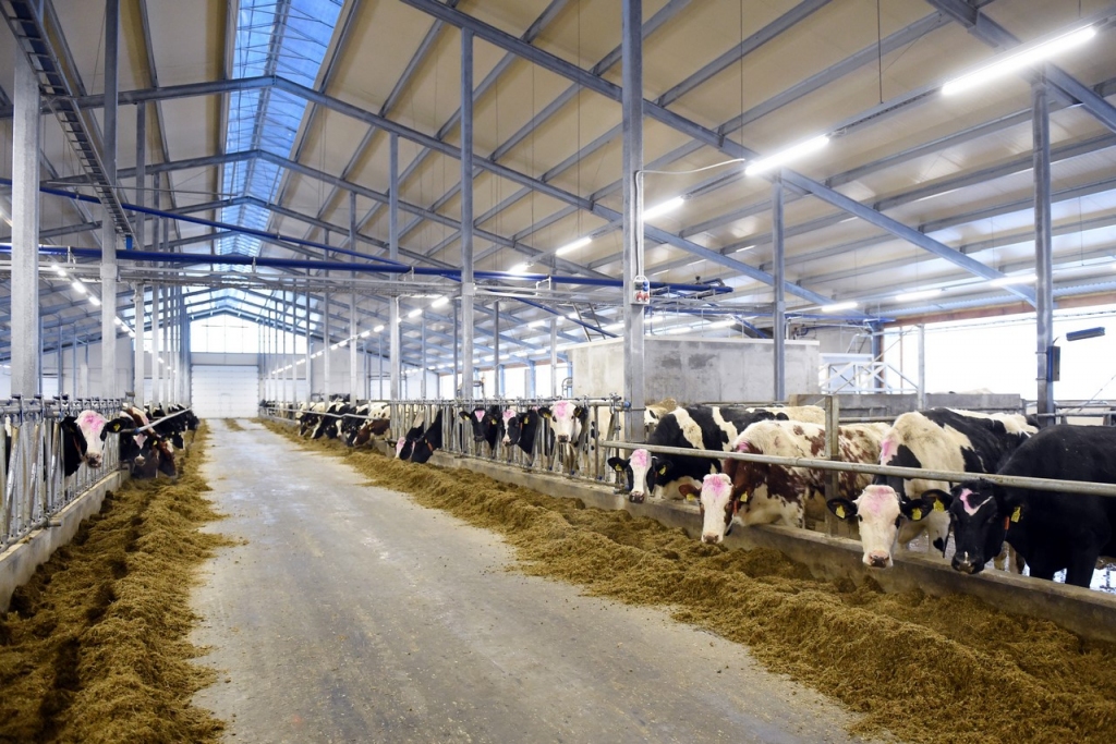 Ieguldot 3 miljonus eiro, fermeris Vidzemē dubulto ganāmpulku līdz 1000 govju