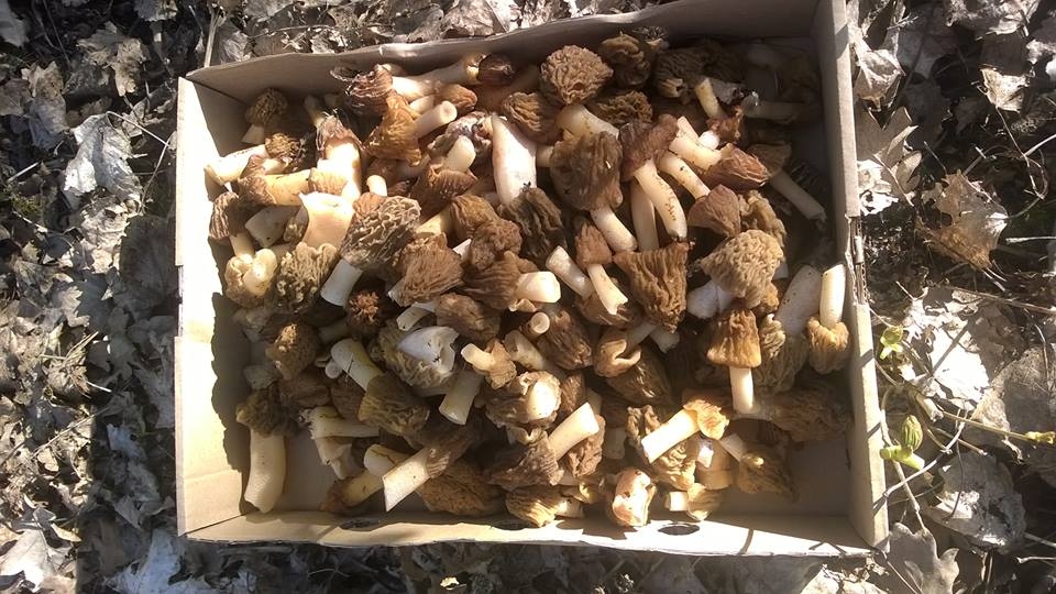 «Billīšu» Dzejnieku birzītē lasa pirmos murķeļus