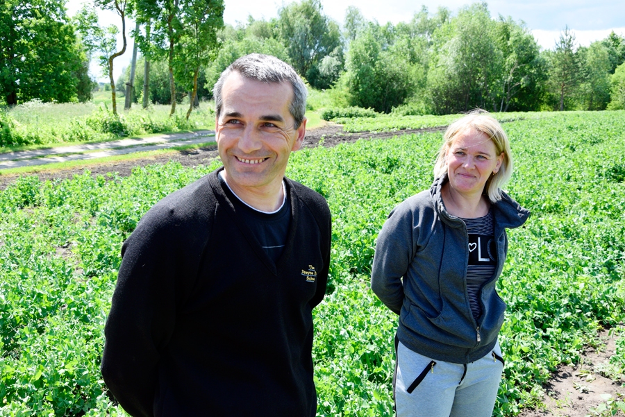 Svitenē briest veselīgais «saldais popkorns»