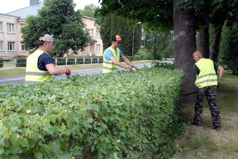 Skolēni vasarā pelna sev maizi