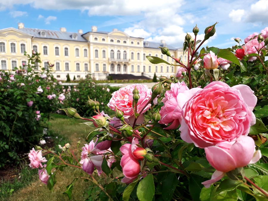 Zied rozes Rundālē