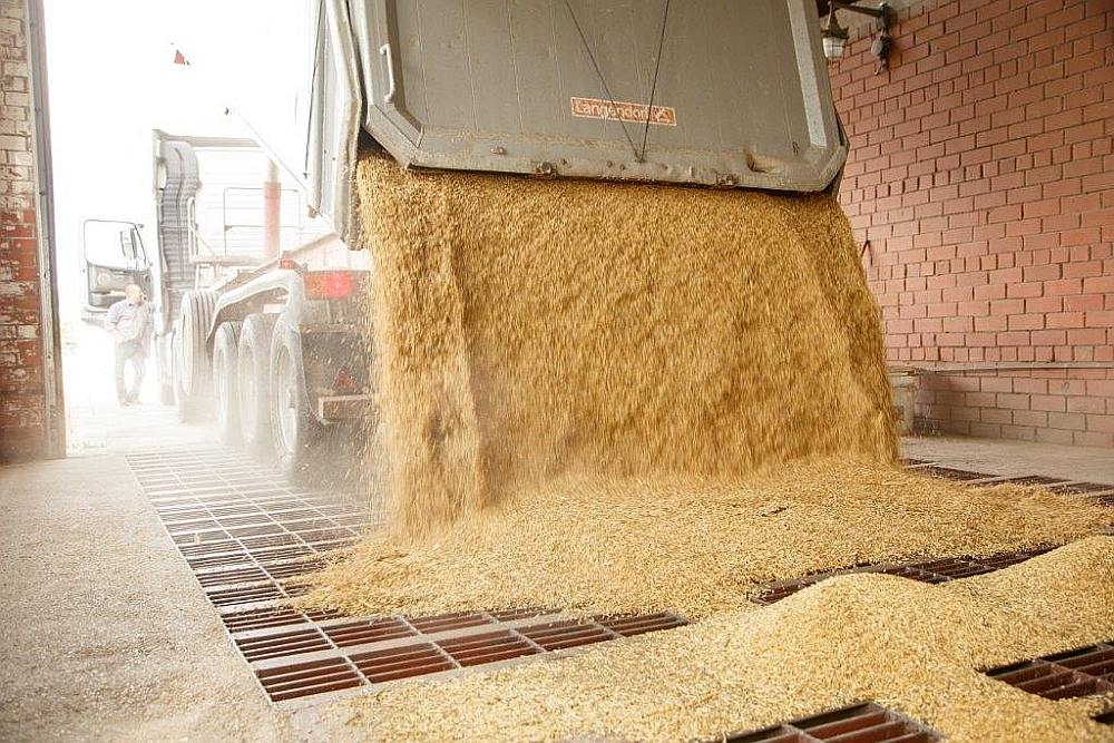 «Balticovo» šovasar no vietējiem zemniekiem plāno iepirkt 100 000 tonnu graudu