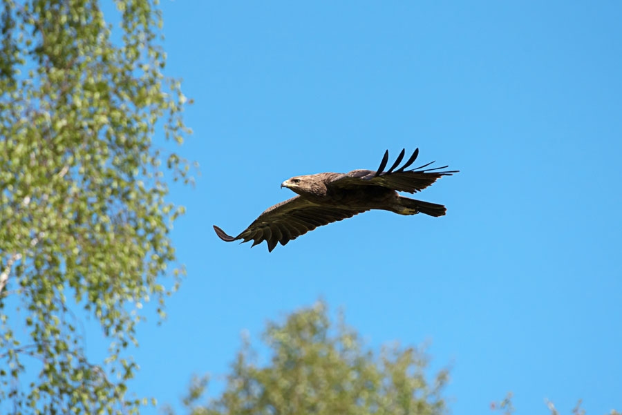 Mazais ērglis