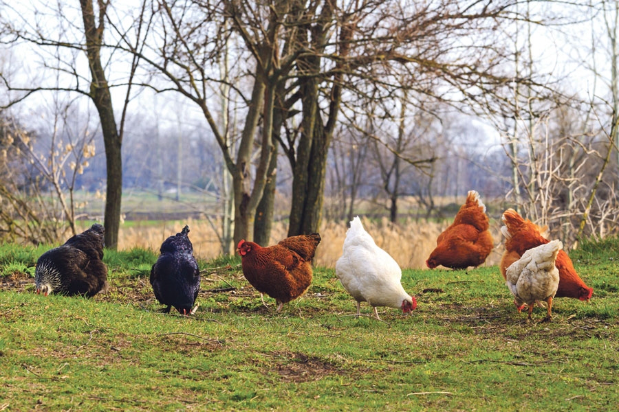 PVD konstatējis nepilnības biodrošībā arī mūspuses mājputnu novietnēs