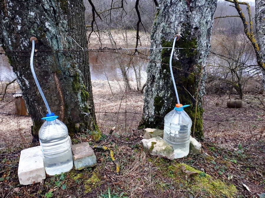 Bērzu sulu laiks turpinās