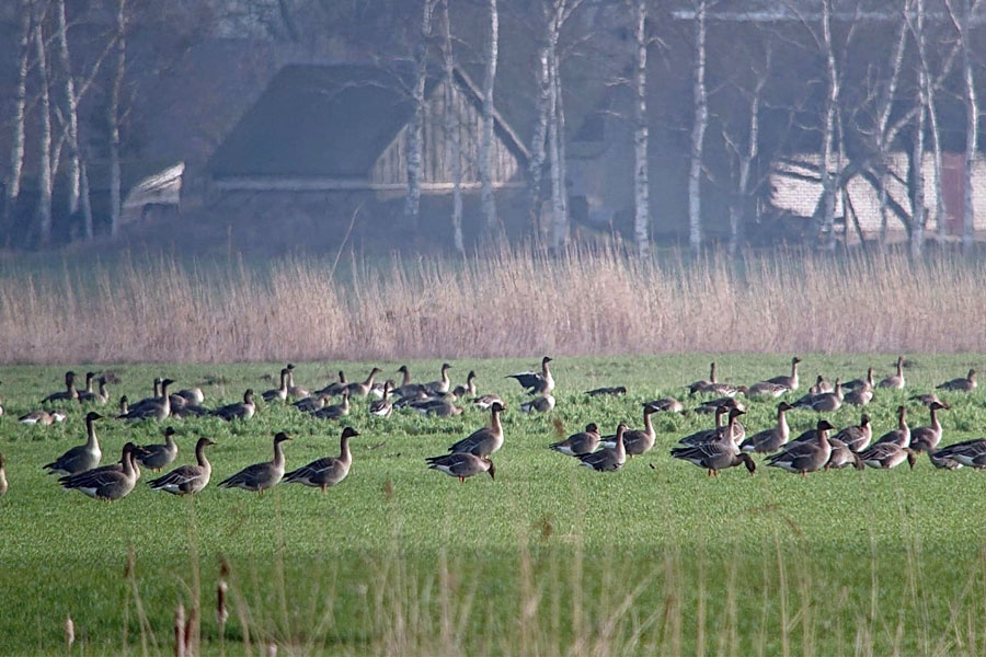 Migrējošie putni – nopietns drauds ražai