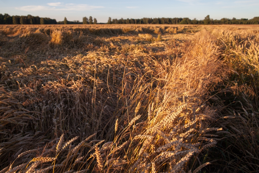 Eksperti: Nedēļas nogalē Latvijā varētu sākties masveida agrās graudu ražas novākšana