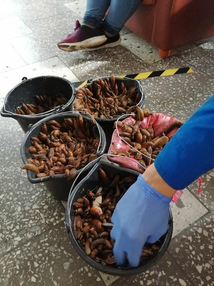 Invazīvo Spānijas kailgliemežu atradnes apstiprinātas Bauskas, Rundāles un Iecavas novadā