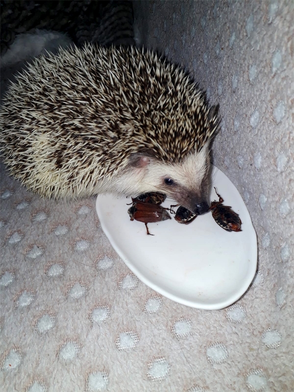 Vinstona maigais adatu kažociņš