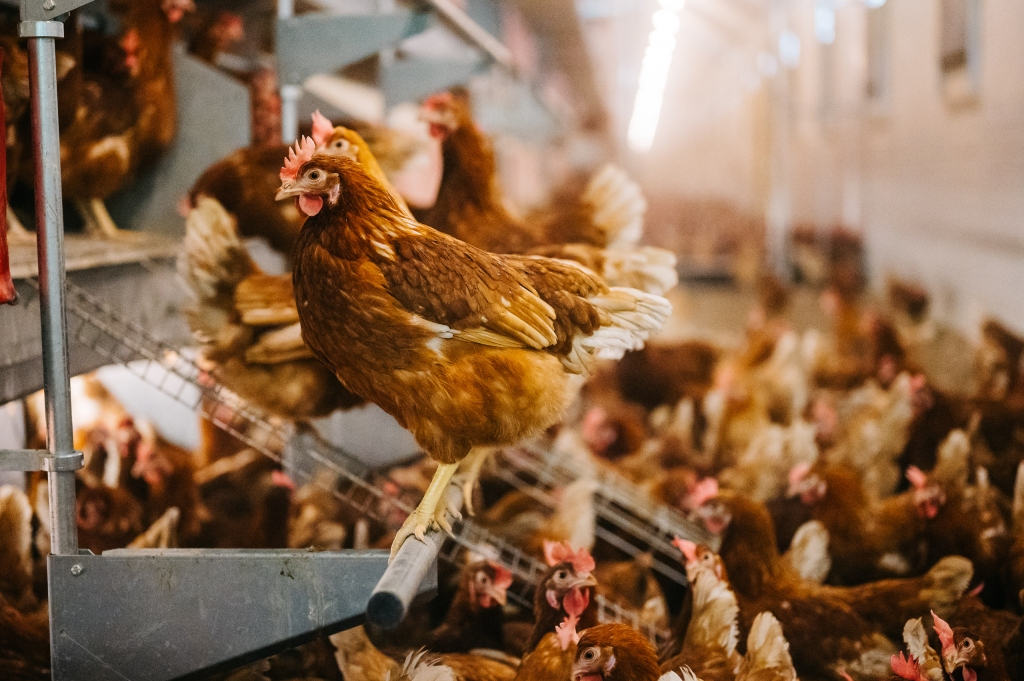 "Balticovo" investējis vairāk nekā 10 miljonus eiro ārpus sprosta turētu dējējvistu novietņu kompleksā