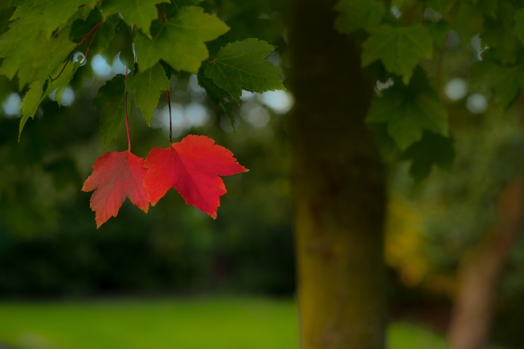 Latvijā pakāpeniski iestājas meteoroloģiskais rudens; Bauskā temperatūra ir zemāka par +15 grādiem