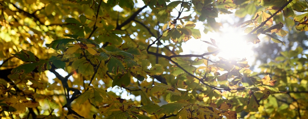 Pēcpusdienā Zemgalē gaisa temperatūra var sasniegt +24 grādus