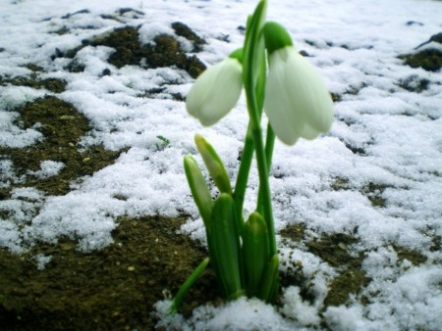 Svētdien vismaz daļā valsts prognozē meteoroloģiskā pavasara iestāšanos