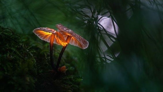 «Sony World Photography Awards» Nacionālo balvu saņem īslīcietis Jānis Paļulis