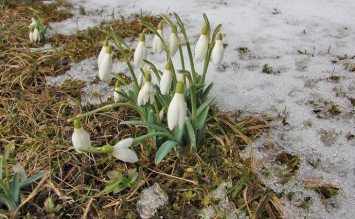 Pavasarīgi silts laiks būs visu nedēļu; ceturtdien gaisa temperatūra paaugstināsies līdz +13 grādiem