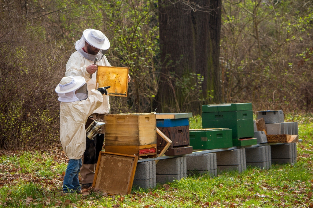 Līdz novembra beigām biteniekiem jāsniedz ziņas par bišu saimju skaitu; starp lielākajiem bišu saimju turētājiem - arī Bauskas novads