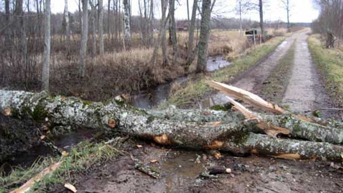 Ugunsdzēsēji glābēji novāc koku no brauktuves Valles pagastā